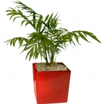 small-red-5