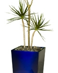 tall-blue